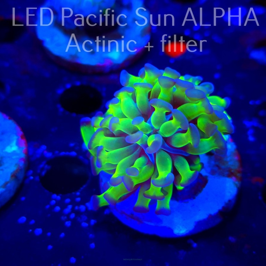 Euphyllia paraancora GREEN HOLOGRAM HAMMER (02.11.2024)