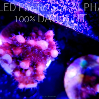 Blue Ridge Coral - Heliopora coerulea - Blue Fire Coral (19.02.2023) 7cm