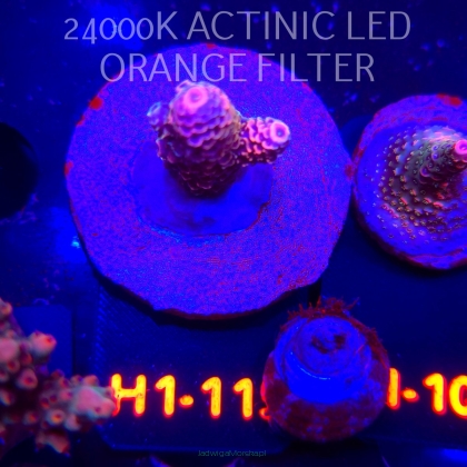 Acropora spathulata JMC DRAGON SCALES (04.02.2026) H1-115  4cm