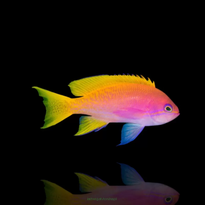 Pseudanthias bimaculatus samica 6-7cm