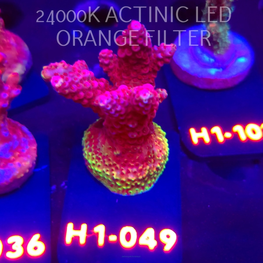 Acropora HYACINTHUS RED PLANET (01.02.2026) H1-049  5cm