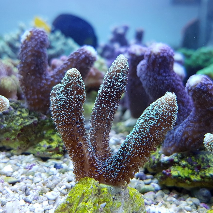 Pocillopora elegans