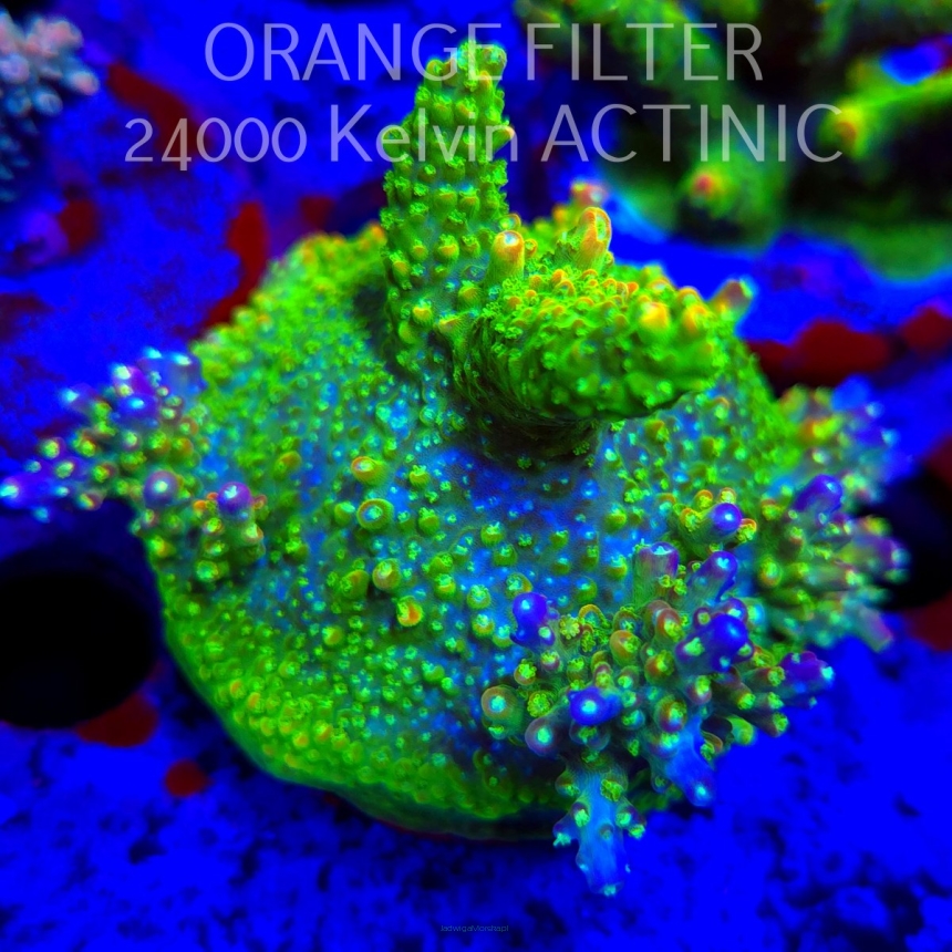 Acropora RR RAINBOW LOOM  (24.05.2025) L2-III-25  6cm