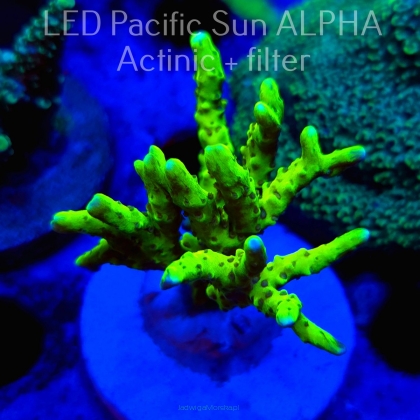 Anacropora WWC SLIMEBALL (08.08.2024) L2-II-11  5cm