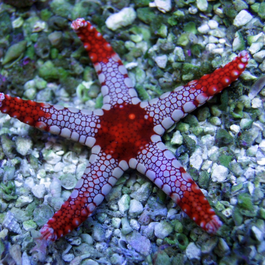 Fromia nodosa (Starfish Red - rozgwiazda czerwona)