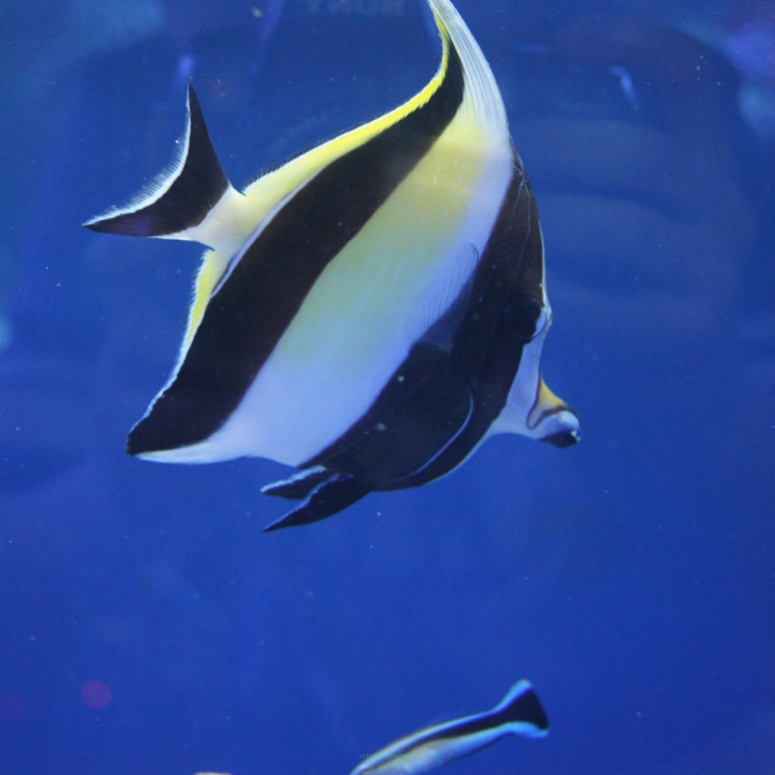 Zanclus canescens (Moorish Idol) 8 cm