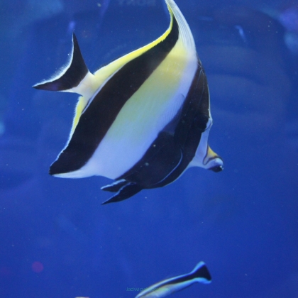 Zanclus canescens (Moorish Idol) 8 cm