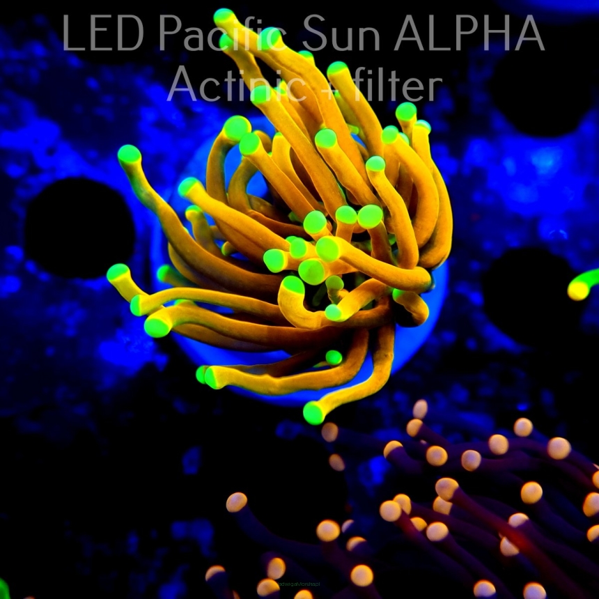  Euphyllia WC Yellow Tip Gold Torch (06.08.2024)