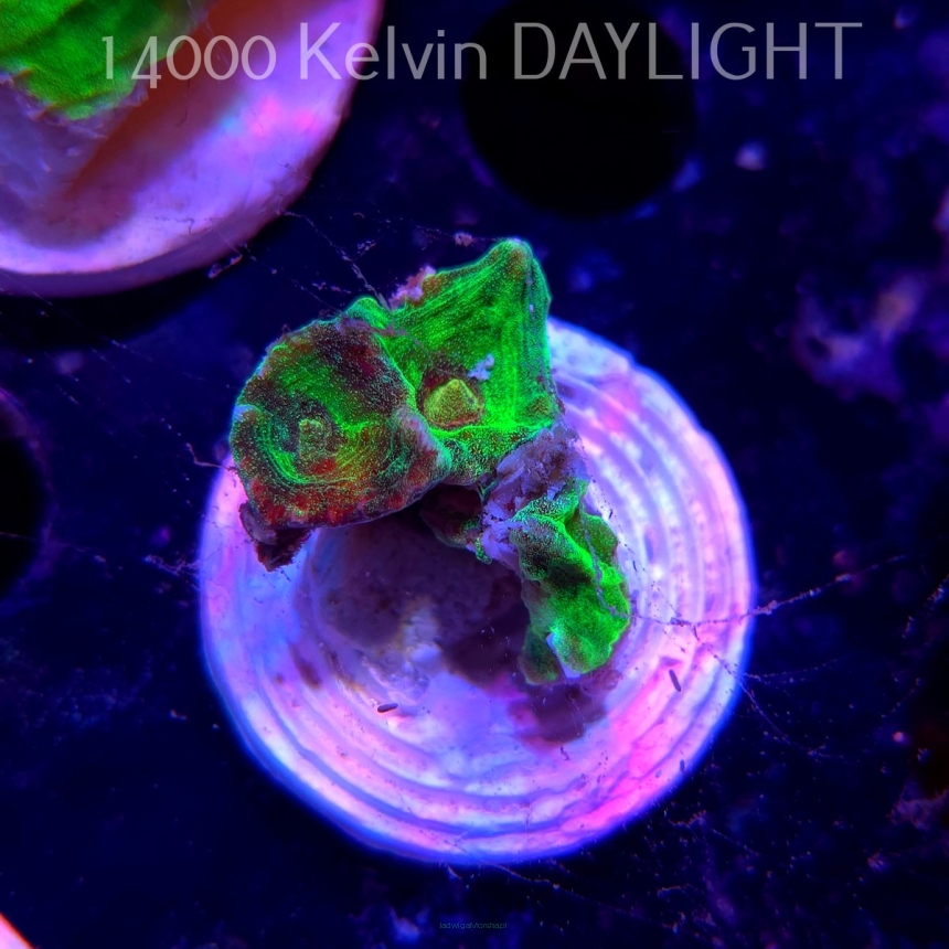 Pectinia WWC SPACE INVADER (09.03.2025)  3cm