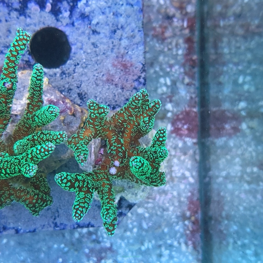 Seriatopora caliendrum