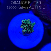Acropora TG PINK FLOYD ACRO (20.03.2025) L1-I-17  3cm