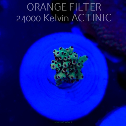 Acropora TG PINK FLOYD ACRO (20.03.2025) L1-I-17  3cm