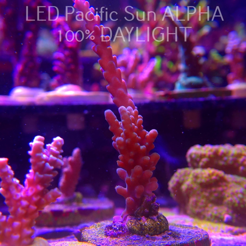 Acropora sp. AUSTRALIA (02.02.2025) L3-I-36  10cm