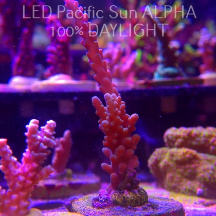 Acropora sp. AUSTRALIA (02.02.2025) L3-I-36  10cm