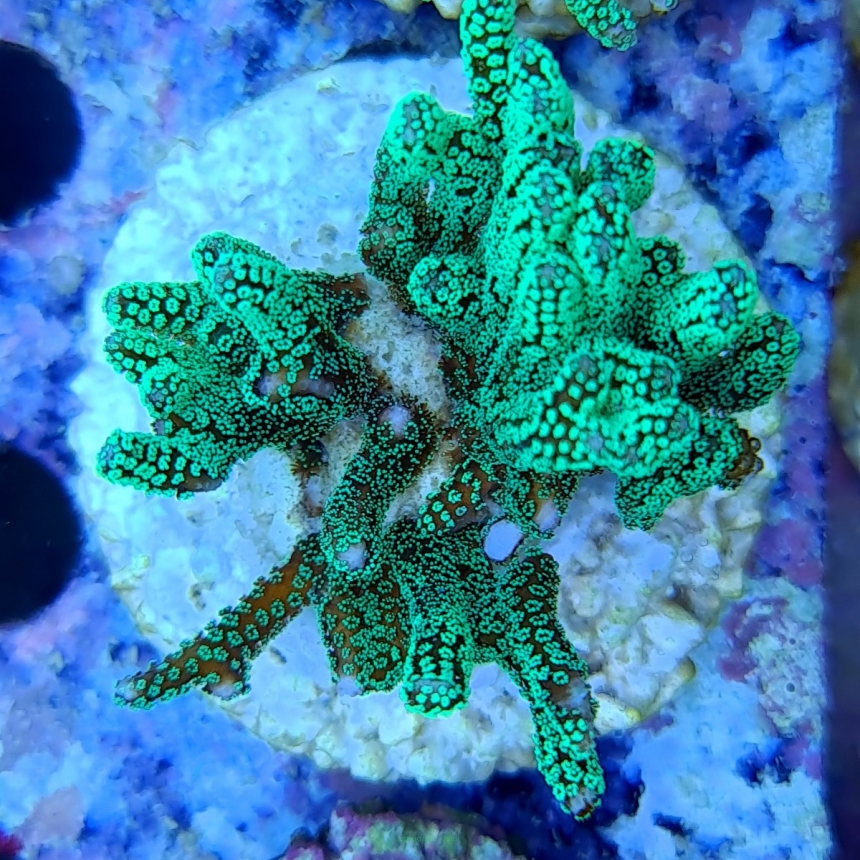 Seriatopora caliendrum (25.09.2023)