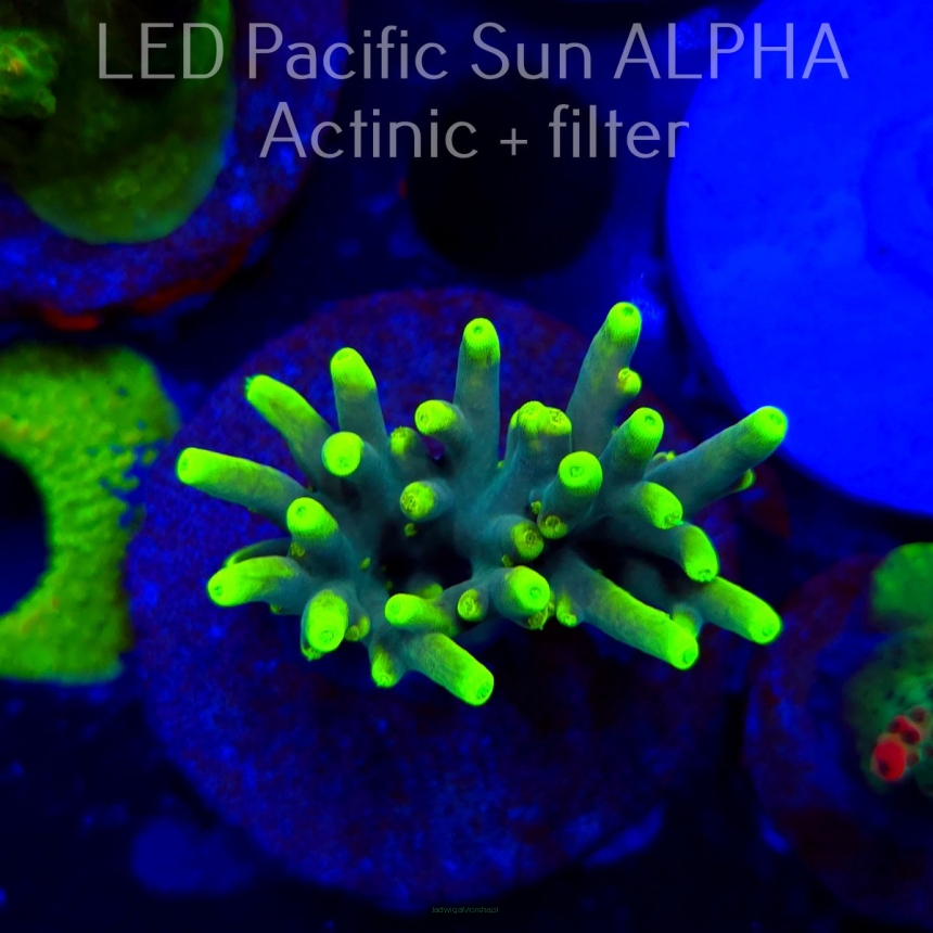 Acropora suharsonoi (19.01.2025) L2-I-31  4cm UNIQUE