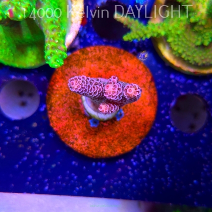 Acropora MILLEPORA PINK (24.05.2025) L2-I-31  5cm
