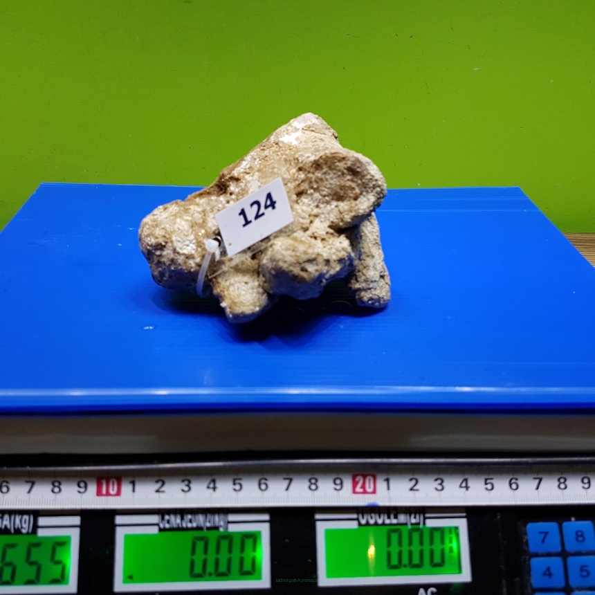 Żywa skała 0.655 kg (65 pln/kg) nr 124