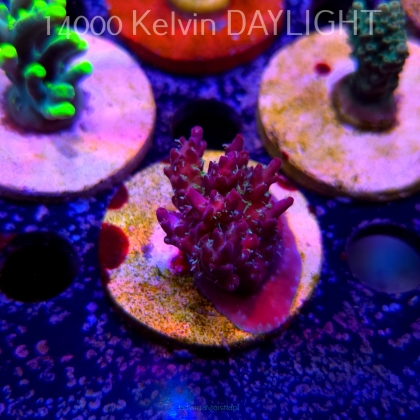 Acropora microclados CHEMICAL ROMANCE (24.05.2025) L2-II-26  4cm