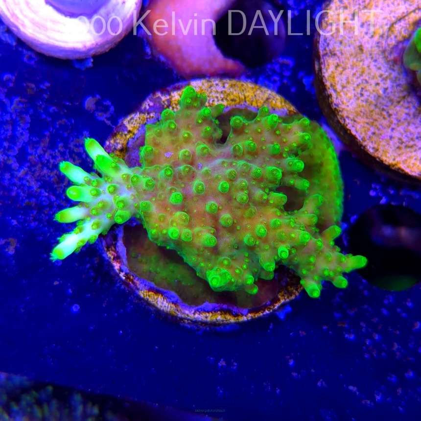 Acropora WWC Castells Banana (21.06.2025) L4-I-19  6cm