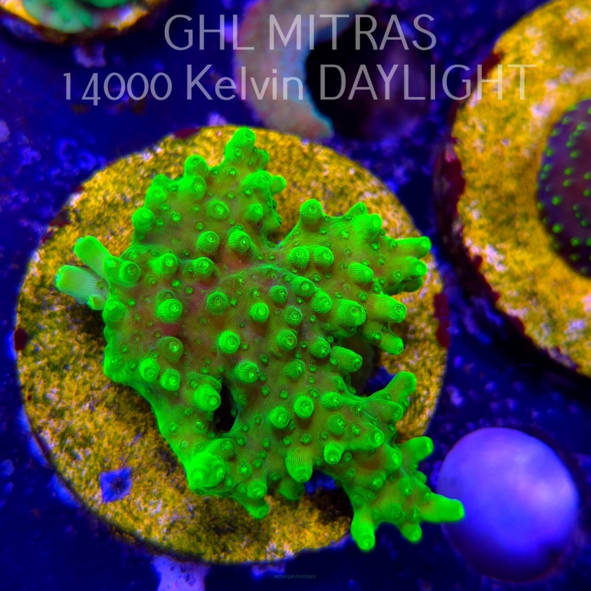 Acropora WWC Castells Banana (20.02.2025) L4-I-19  5cm