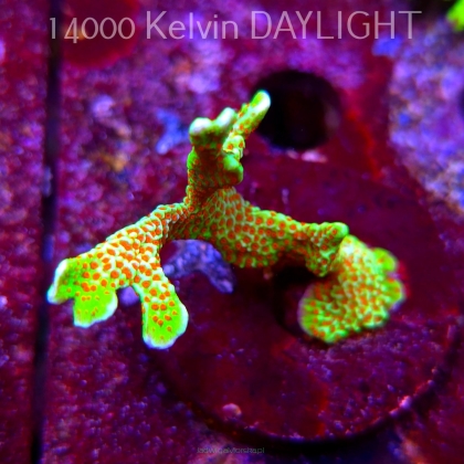 Montipora samarensis BUBBLEGUM (08.05.2025) MM1-II-17  6cm