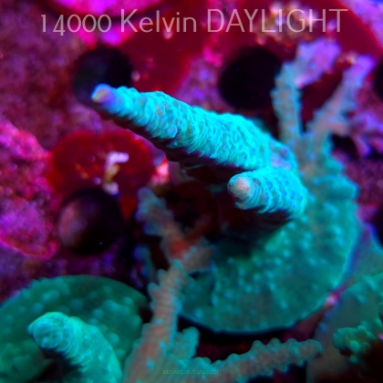 Acropora sp. AUSTRALIA (08.05.2025) MM1-II-2  10cm