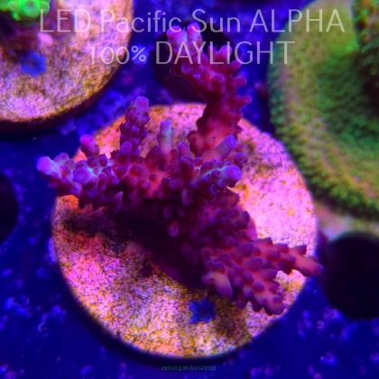 Acropora microclados PINK AUSTRALIA (12.01.2025) L1-I-12  6cm