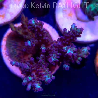 Acropora MICROCLADOS PINK (20.03.2025) L1-I-12  8cm