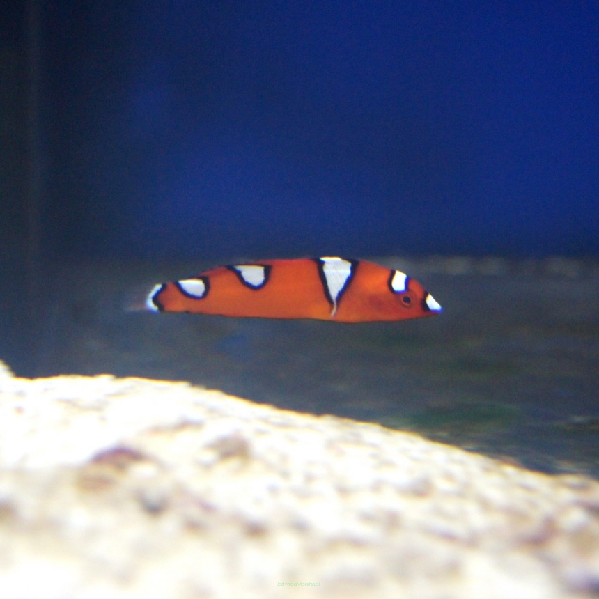 Coris gaimard rozmiar 4-5cm