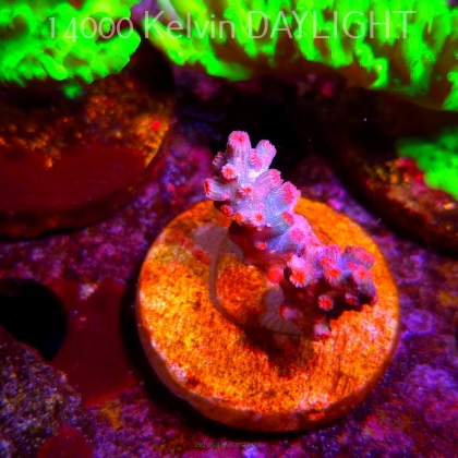 Cyphastrea decadia JF PINK BRANCHING (09.05.2025) MM1-III-3  2cm