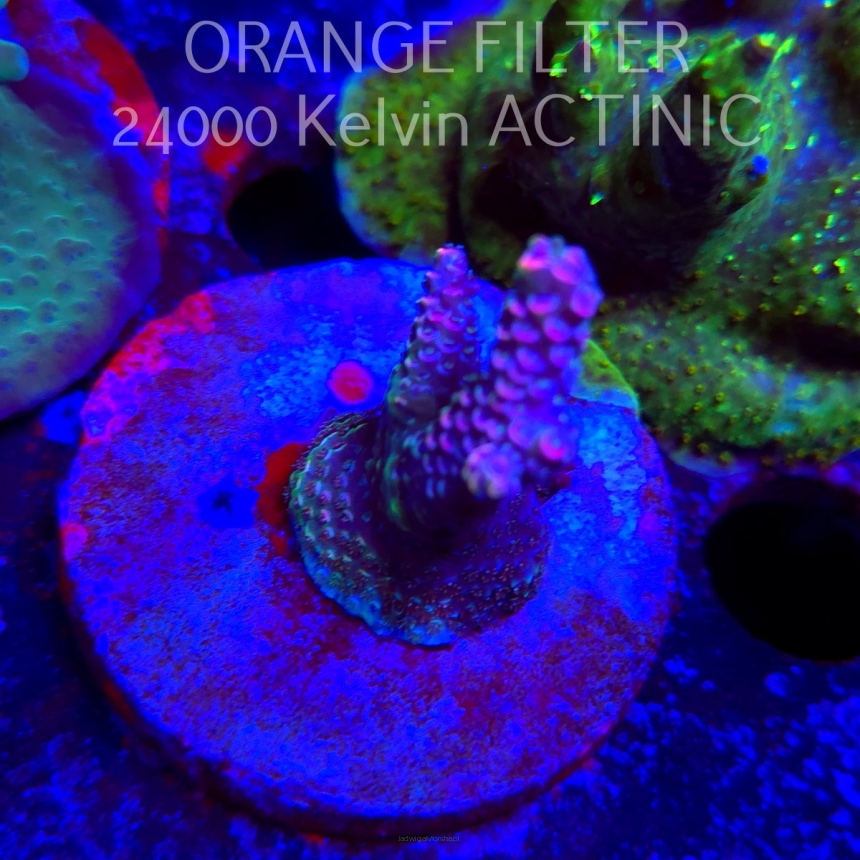 Acropora sp. AUSTRALIA (21.06.2025) L4-III-18  4cm