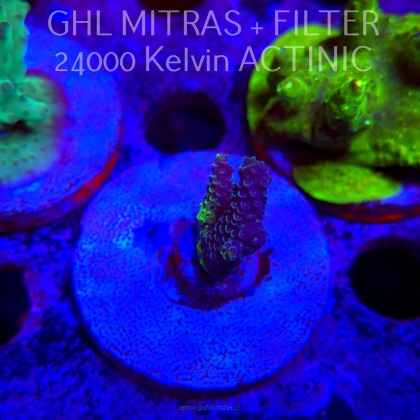 Acropora sp. AUSTRALIA (20.02.2025) L4-III-18  4cm