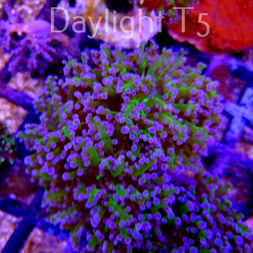 Euphyllia cristata 