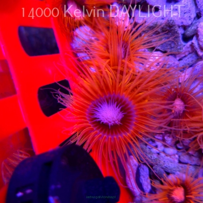 PACHYCERIANTHUS MANA RED (01.06.2025)