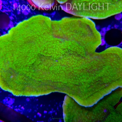 Montipora capricornis TOXIC GREEN (14.02.2026) H4  14cm