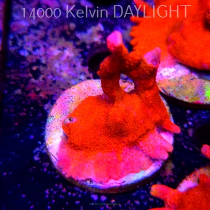 Montipora digitata RED (18.05.2025)  5cm