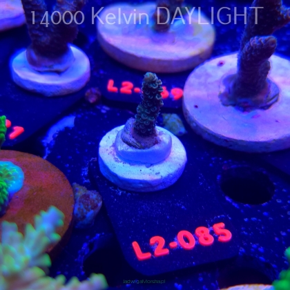 Acropora millepora BLUE (14.11.2025) L2-085  3cm