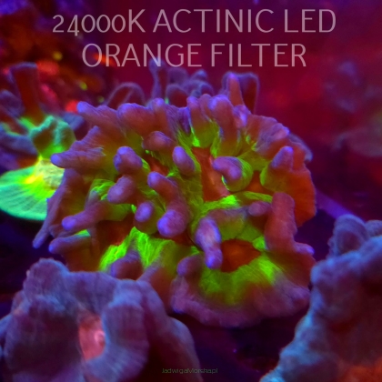 Pectinia RAINBOW (17.01.2026)  14cm