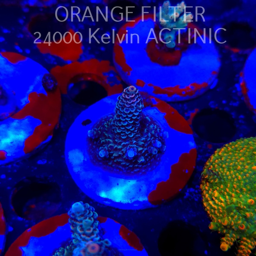 Acropora MILLEPORA (19.06.2025) L3-III-30  4cm