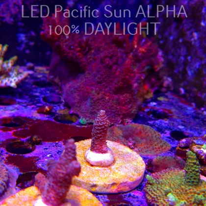 Acropora sp. AUSTRALIA (02.02.2025) L3-III-30  3cm