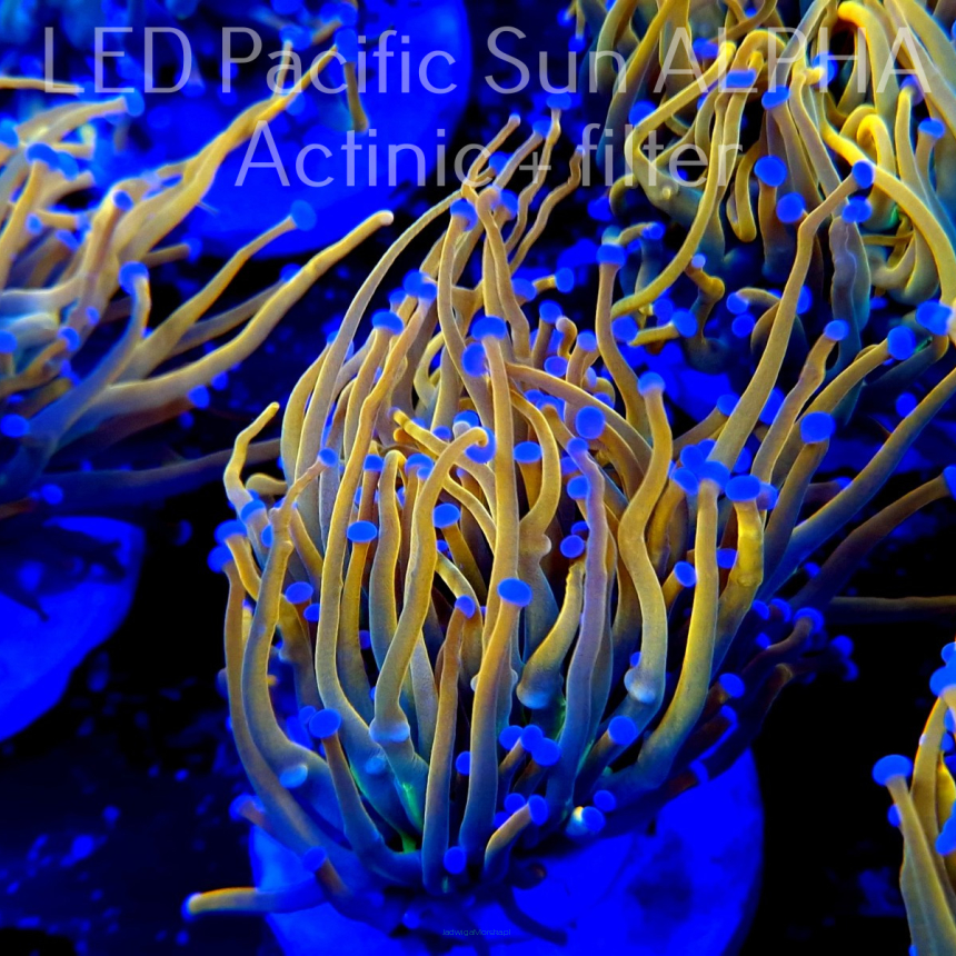 Euphyllia glabrescens Aussie HOLY GRAIL TORCH (25.01.2023)