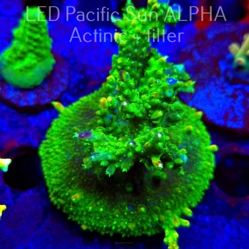 Acropora RR RAINBOW LOOM  (23.11.2024) L3-II-19  7cm