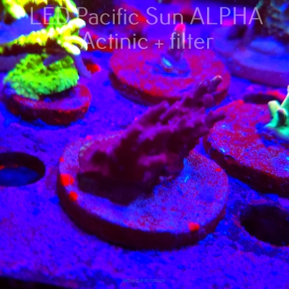 Acropora sp. AUSTRALIA (02.02.2025) L3-II-19  5cm