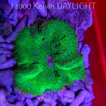 Stichodactyla TAPETUM Mini-Maxi Carpet Anemone GREEN FLUO (01.06.2025)  7cm
