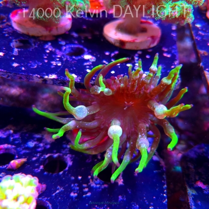 Aulactinia veratra GREEN ANEMONE NEW ZEALAND / AUSTRALIA (18.05.2025)