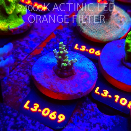 Acropora sp. PREMIUM AUSTRALIA (05.01.2026) L3-069  2cm