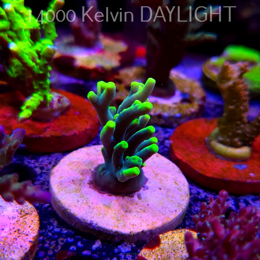 Acropora suharsonoi (24.05.2025) L2-II-25  4cm UNIQUE