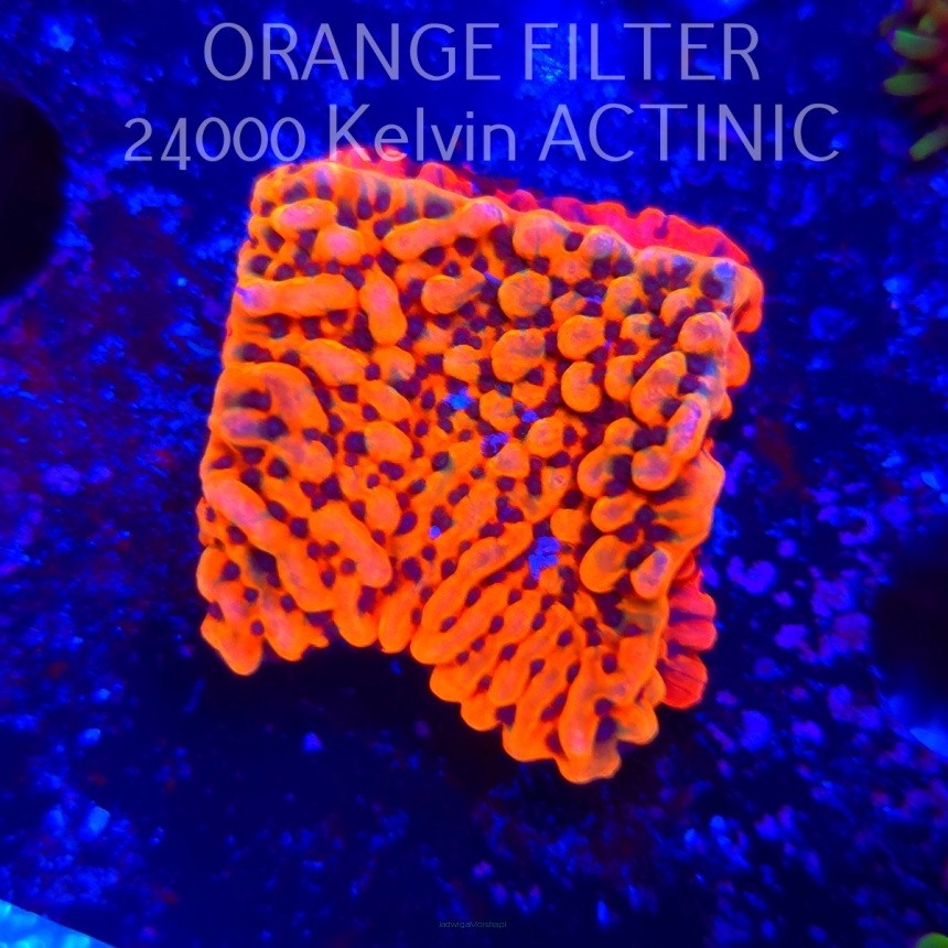   Montipora JASON FOX BRAIN FREEZE (20.06.2025)  4cm