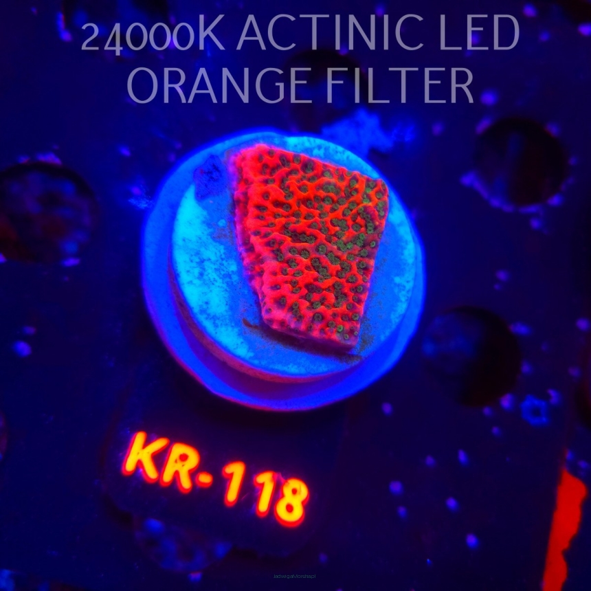 Montipora JASON FOX PHOENIX EVOLUTION (13.02.2026) KR-118  3cm